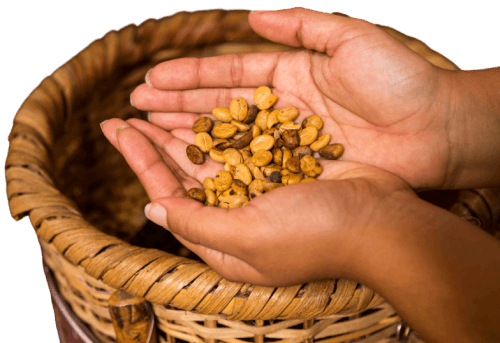 Hands holding roasted lotus seeds